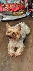 Reunited Male Dog last seen Near 128th Pl SE, Kent, WA 98030, Kent, WA 98030