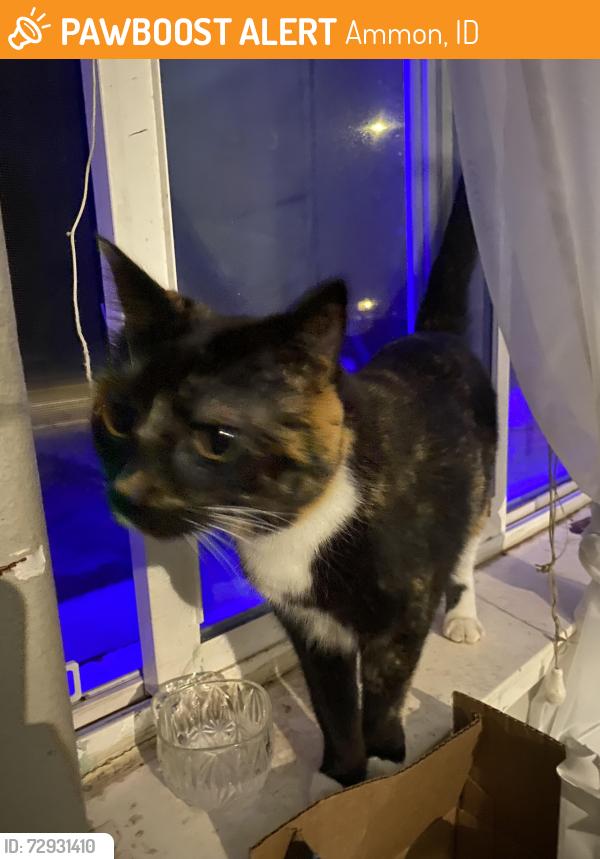 Found/Stray Female Cat last seen C on Judy street , Ammon, ID 83406