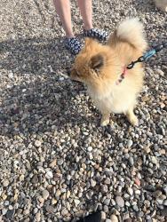 Reunited Male Dog last seen Arenal rd SW and Rayo del Sol Dr SW, Albuquerque, NM 87105