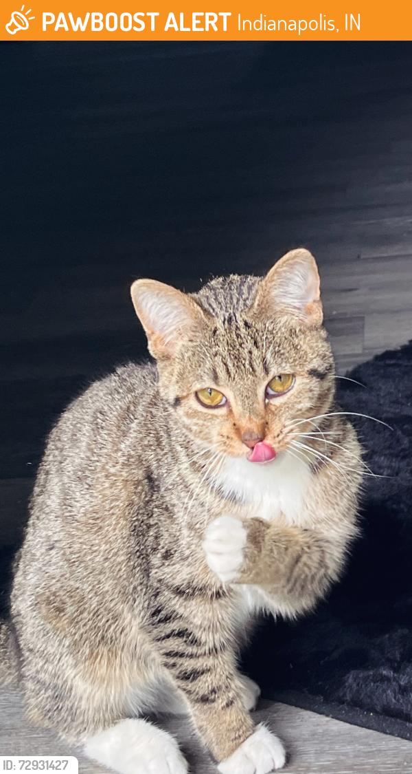 Found/Stray Unknown Cat last seen Castetlon , Indianapolis, IN 46250