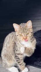 Found/Stray Unknown Cat last seen Castetlon , Indianapolis, IN 46250