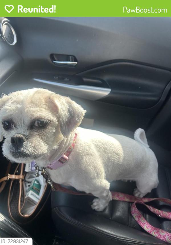 Reunited Female Dog last seen Portola ave, Los Angeles, CA 90032