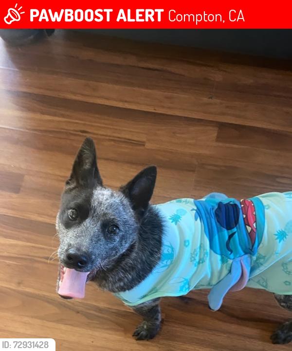 Lost Female Dog last seen santa fe, Compton, CA 90221