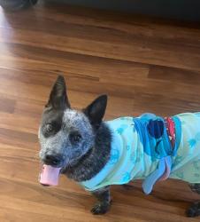 Lost Female Dog last seen santa fe, Compton, CA 90221