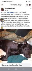 Lost Male Dog last seen High Shoals / key largo store/ McCrow Rd  .Wiseman St and mooresboro st, Mooresboro, NC 28114