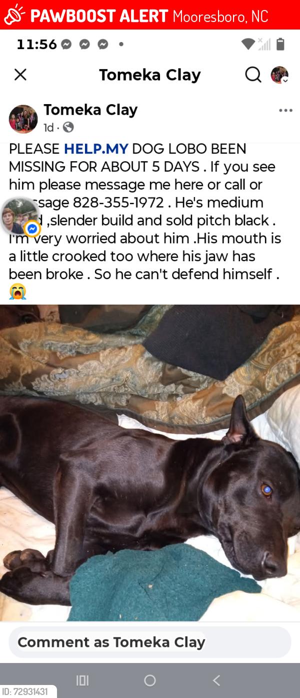 Lost Male Dog last seen High Shoals / key largo store/ McCrow Rd  .Wiseman St and mooresboro st, Mooresboro, NC 28114