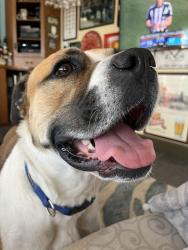 Reunited Male Dog last seen Near Forest Street, Grapevine, TX 76051