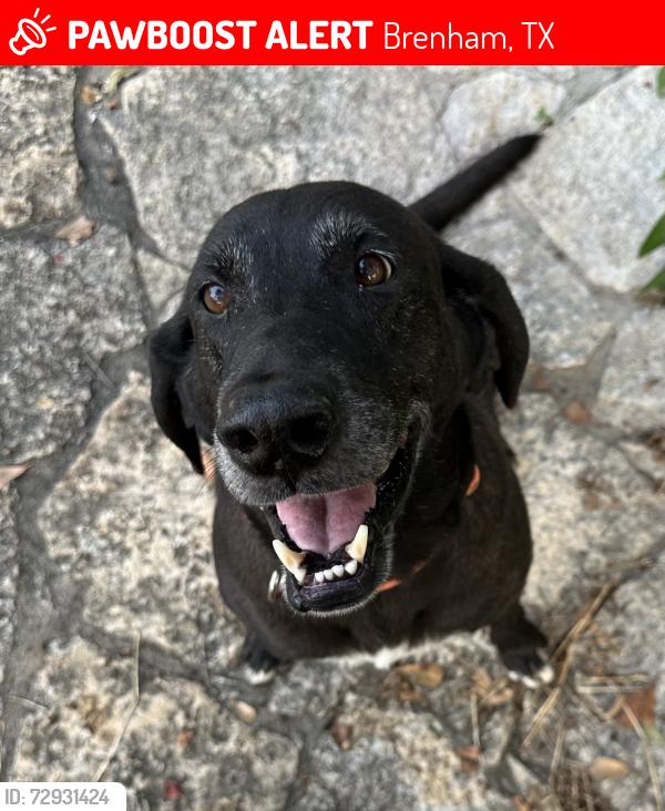 Lost Male Dog last seen Kuykendall road and Wiedeville church road, Brenham TX, Brenham, TX 77833