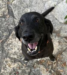 Lost Male Dog last seen Kuykendall road and Wiedeville church road, Brenham TX, Brenham, TX 77833