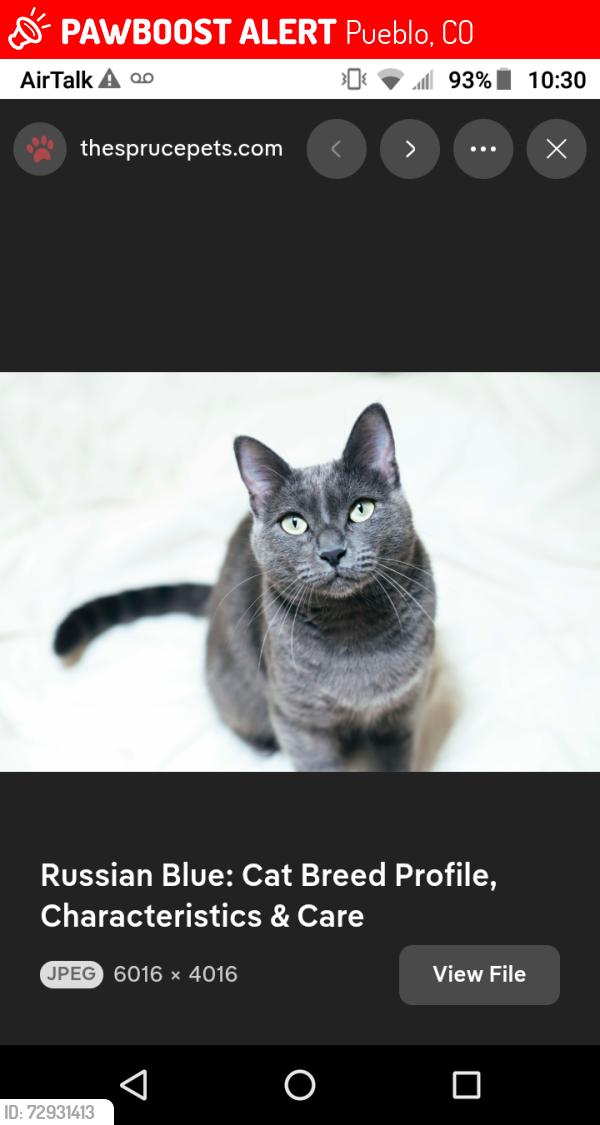Lost Male Cat last seen Near W 12th Street , Bethlehem square apt, Pueblo, CO 81003