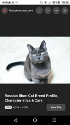 Lost Male Cat last seen Near W 12th Street , Bethlehem square apt, Pueblo, CO 81003