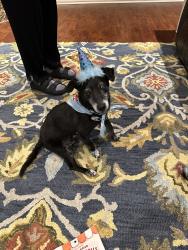 Reunited Male Dog last seen Near Lone Tree, Boerne, TX 78006, USA, Boerne, TX 78006