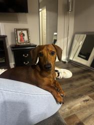 Lost Male Dog last seen 4th street galena park , Galena Park, TX 77547