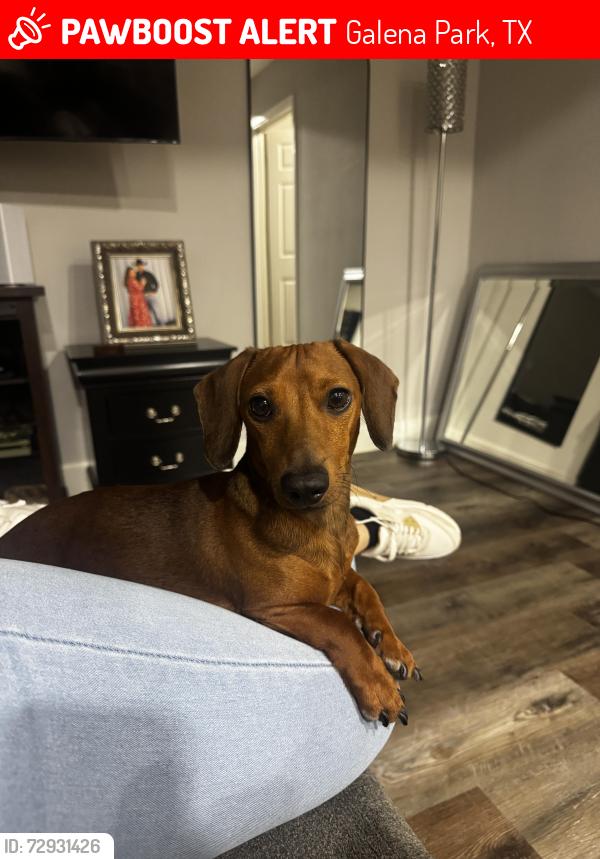 Lost Male Dog last seen 4th street galena park , Galena Park, TX 77547