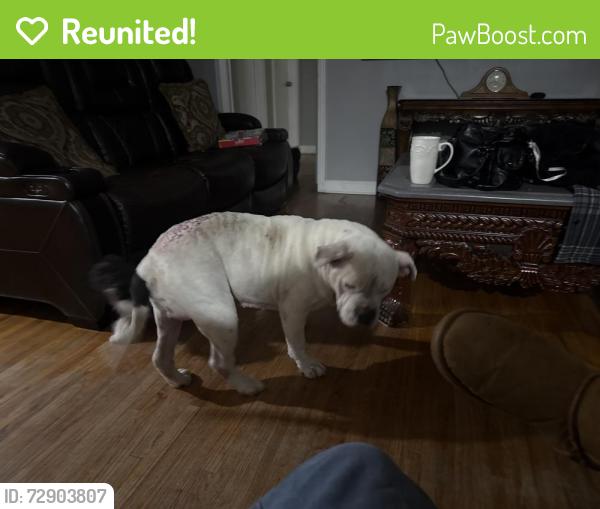 Reunited Male Dog last seen Rhodes Ave& oak ridge Ave m, Memphis, TN 38117