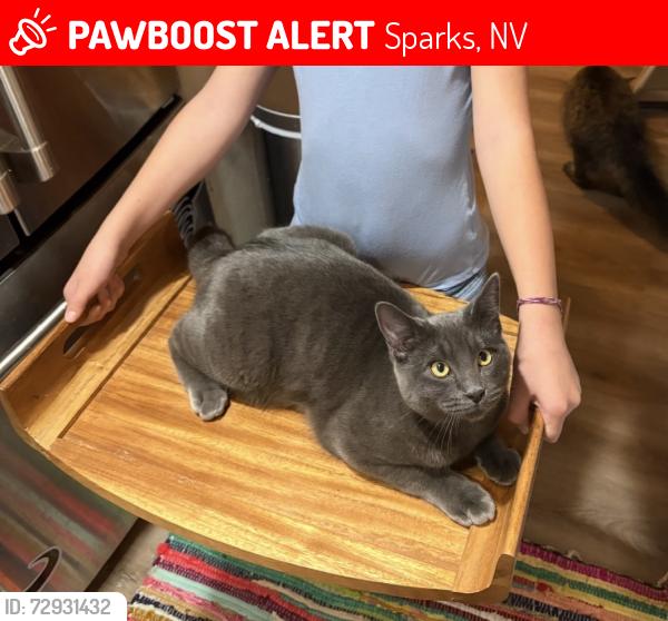 Lost Male Cat last seen Kendall Creek cndmniums, Vista del Rancho, Sparks, NV 89436