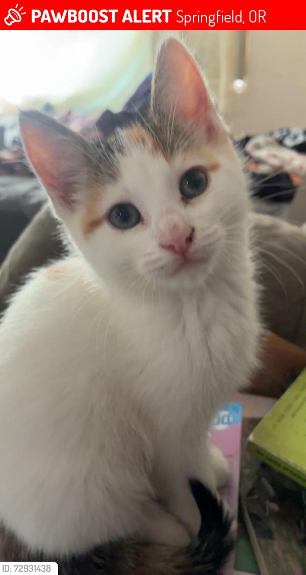 Lost Female Cat last seen Wendy’s in Springfield, Springfield, OR 97477