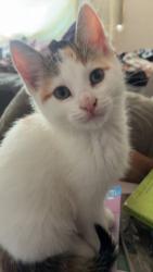 Lost Female Cat last seen Wendy’s in Springfield , Springfield, OR 97477