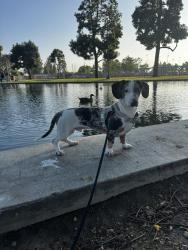 Lost Male Dog last seen 92nd and Century , Los Angeles, CA 90002