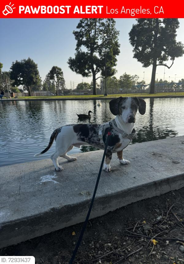 Lost Male Dog last seen 92nd and Century , Los Angeles, CA 90002