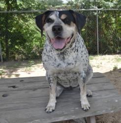 Shelter Stray Female Dog last seen Citrus County, FL 34433, Inverness, FL 34450