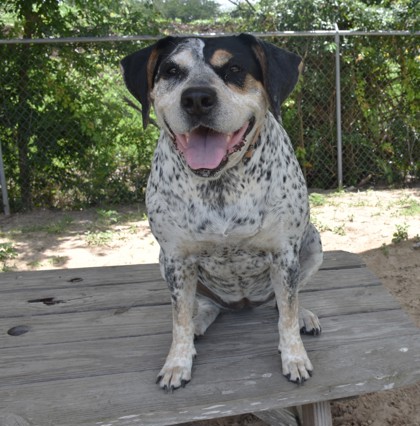 Shelter Stray Female Dog last seen Citrus County, FL 34433, Inverness, FL 34450