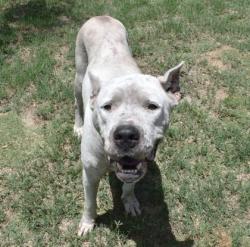 Shelter Stray Female Dog last seen Homosassa, FL , Inverness, FL 34450