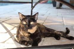 Lost Female Cat last seen Canoe Creek Neighborhood , Palm City, FL 34990