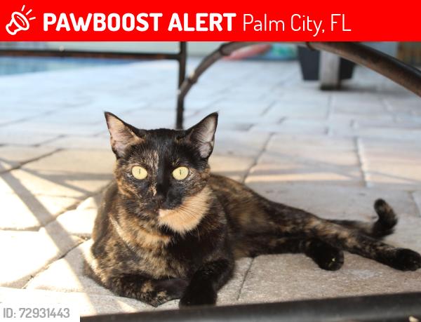 Lost Female Cat last seen Canoe Creek Neighborhood , Palm City, FL 34990