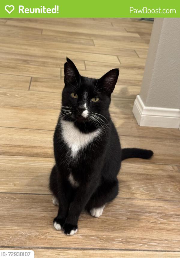 Reunited Male Cat last seen Western and lampson , Garden Grove, CA 92841