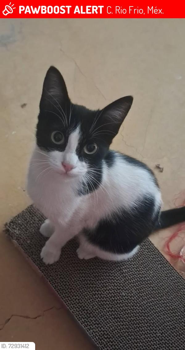 Lost Female Cat last seen En la calle rio frio , C. Rio Frio, Méx. 56514