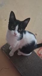 Lost Female Cat last seen En la calle rio frio , C. Rio Frio, Méx. 56514