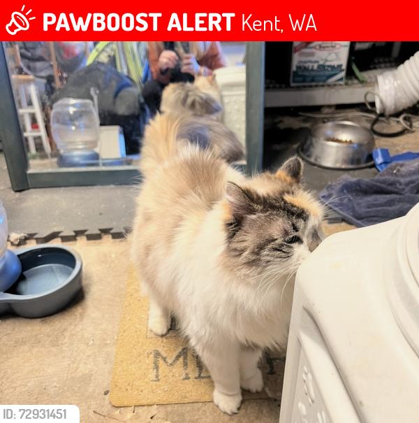 Lost Female Cat last seen 132nd, Kent, WA 98030