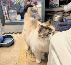 Lost Female Cat last seen 132nd, Kent, WA 98030