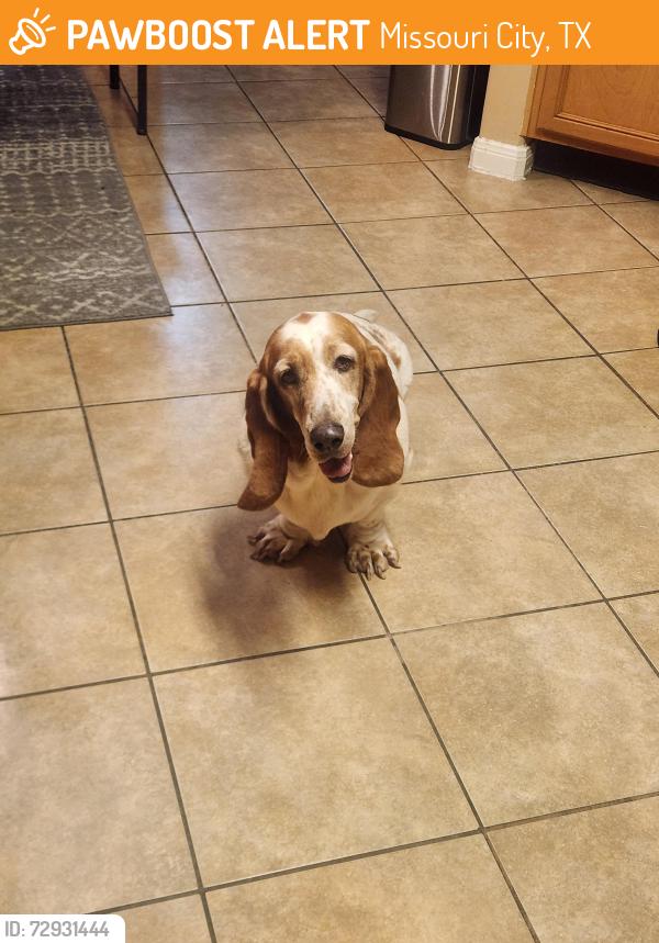 Found/Stray Female Dog last seen Texas Parkway and Lexington, Missouri City, TX 77489