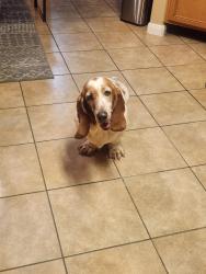 Found/Stray Female Dog last seen Texas Parkway and Lexington, Missouri City, TX 77489