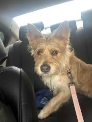 Reunited Female Dog last seen Forrest rd, Columbus, GA 31907