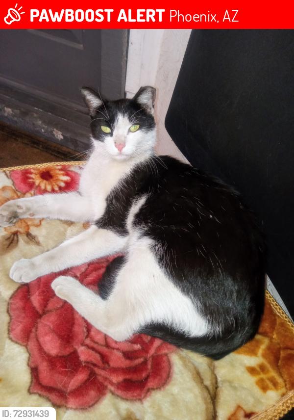 Lost Female Cat last seen 58th drive and McDowell , Phoenix, AZ 85035