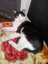 Lost Female Cat last seen 58th drive and McDowell , Phoenix, AZ 85035