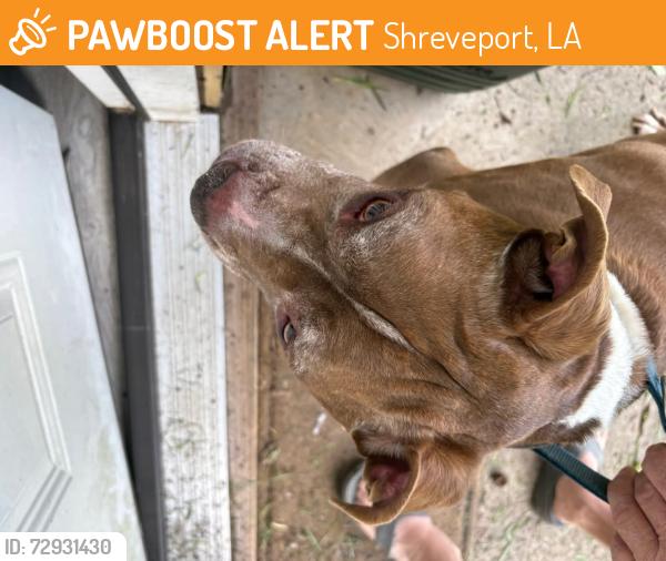 Found/Stray Male Dog last seen Mackey lane and melody lane, Shreveport, LA 71118