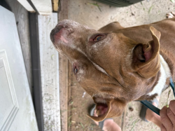 Found/Stray Male Dog last seen Mackey lane and melody lane, Shreveport, LA 71118