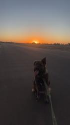 Reunited Male Dog last seen Springtown park, Springtown, TX 76082