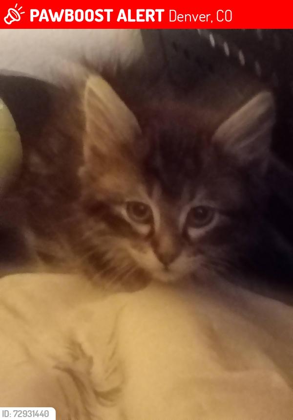 Lost Male Cat last seen Chambers and 52nd, Denver, CO 80239