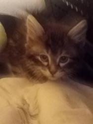 Lost Male Cat last seen Chambers and 52nd, Denver, CO 80239