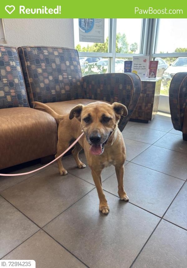 Reunited Male Dog last seen Hashem Dr by the pond , Modesto, CA 95355