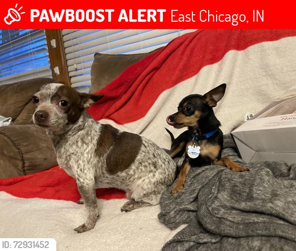 Lost Female Dog last seen 138th and Euclid ave, East Chicago, IN 46312