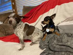 Lost Female Dog last seen 138th and Euclid ave, East Chicago, IN 46312