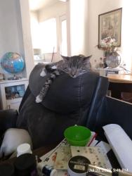 Lost Male Cat last seen 70th st/Lois St & University ave, La Mesa, CA 91941