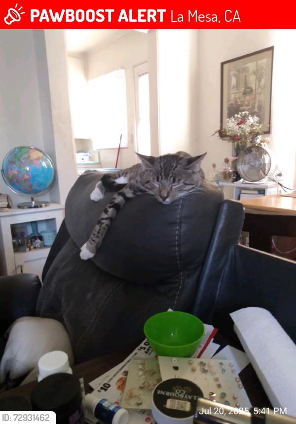 Lost Male Cat last seen 70th st/Lois St & University ave, La Mesa, CA 91941