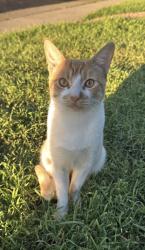 Lost Male Cat last seen 42nd ave , Sacramento, CA 95824